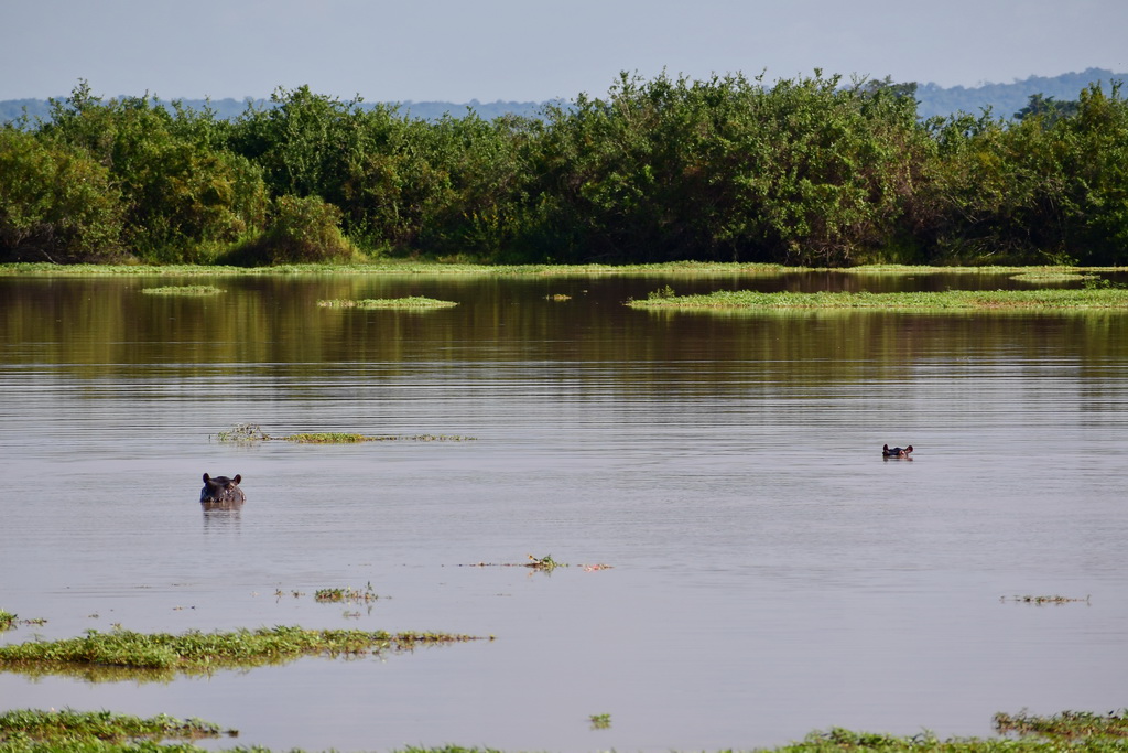 Selous NP